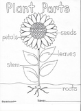 Fun Activities of the Plant Life Cycle