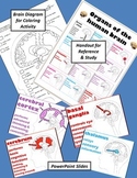 Psychology or Anatomy - Fun Activity - Coloring the Regions of the Brain