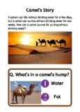 Fun facts for camels.
