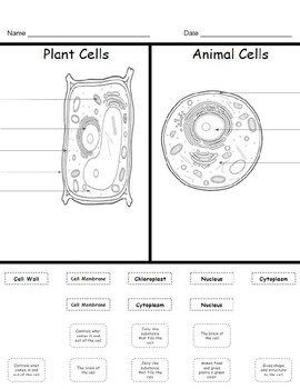Functions of Plant and Animal Cells by splendid sped | TPT