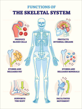 Preview of Functions of Skeleton System Poster | A-4 Size