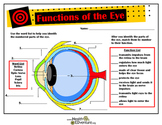 Functions and Anatomy of the Eye