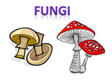Fungi Powerpoint