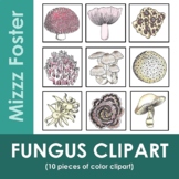 Fungus Mushroom Color Clipart (10 pieces)