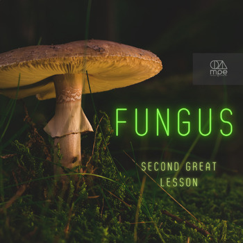 Preview of Fungus Lesson Plan and Video