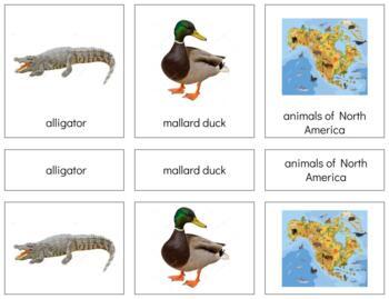 Preview of G036: NORTH AMERICA|ANIMALS 3 part card (goes w\TOOB objects) (3pgs)