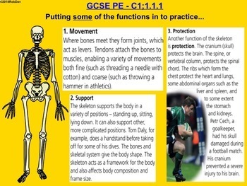 Preview of Option / Theory PE Bundle - 15 Lessons - Anatomy & Physiology