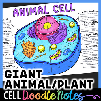 GIANT Cell Organelle Doodle Notes Activity (Animal and Plant) by Morpho  Science