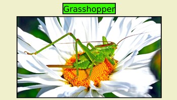 Preview of GRASSHOPPERS: Animated Keynote/PPT Presentation, Colorful Science