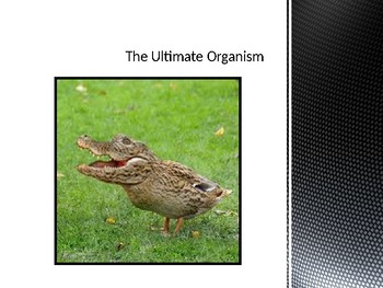 Preview of GT Biology - Cross Species Research Project