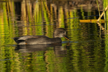 Preview of Gadwall (Anas strepera) Powerpoint photo download for sale.