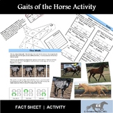 Gaits of the Horse