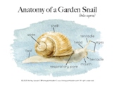 Garden Snail Anatomy