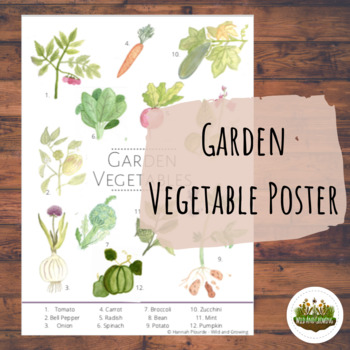 Preview of Garden Vegetable Poster | Learn Common Vegetables