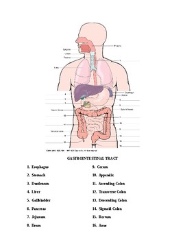 Preview of Gastrointestinal Tract