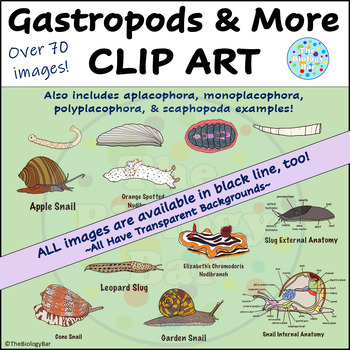 Preview of Gastropod Mollusks and MORE Clip Art Snails Slugs, Nudibranchs