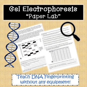Preview of DNA Fingerprinting-Gel Electrophoresis "paper lab"!