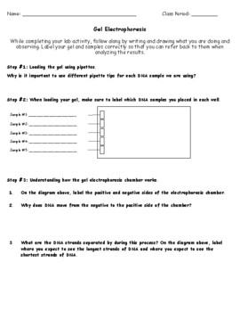 Preview of Gel Electrophoresis Simple Lab Report