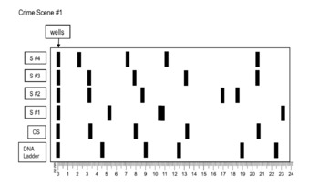 Preview of Gel Electrophoresis for AP Biology and Biology- Distance Learning