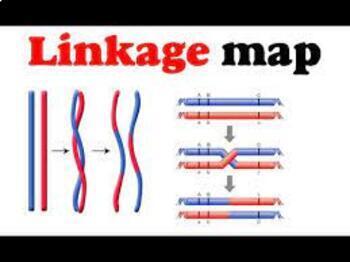 Preview of Gene Linkage Student Simulation: Non-Mendelian Patterns