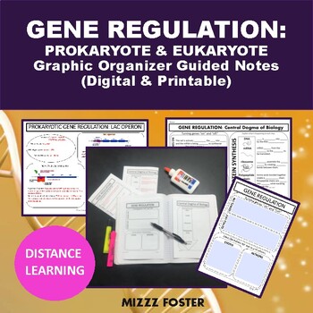 Preview of Gene Regulation: Prokaryotic (Lac Operon) vs Eukaryotic Notes (Digital & Print)