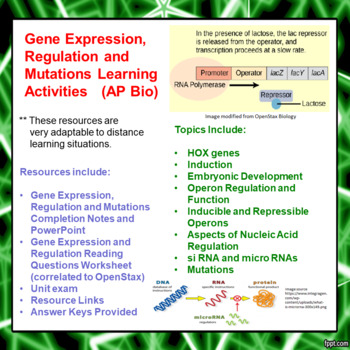 Worksheet Dna Mutation Simulation Answer Key Biology ...