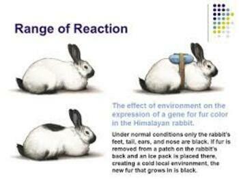 Preview of Gene expression and the environment digital activity