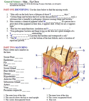 Preview of General Anatomy & Physiology: Your Skin: Up Close