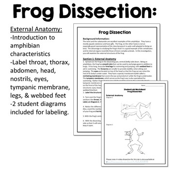 frog dissection post lab questions key