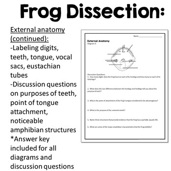virtual frog dissection worksheet lab