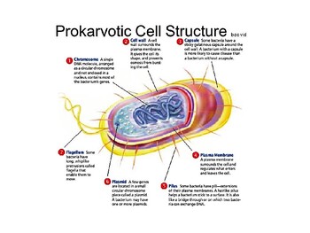 General Biology: Prokaryotic Cells Lecture by AP Science Empowerment
