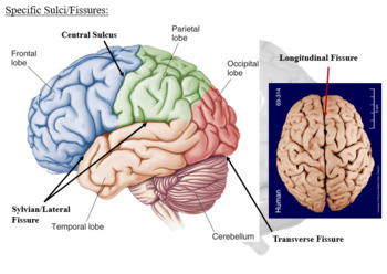 Preview of General High School Psychology - Unit 2 The Brain