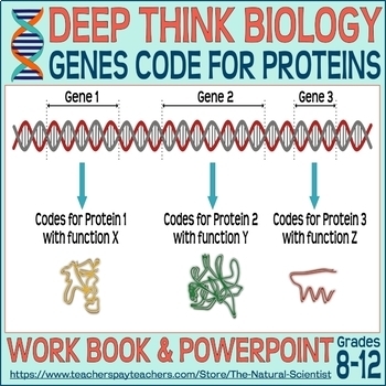Preview of Genes Code for Proteins - Deep Think Biology Lesson 4