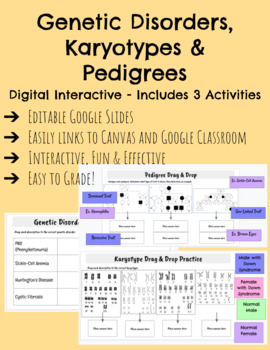 Preview of Genetic Disorders, Karyotypes & Pedigrees Digital Drag and Drop