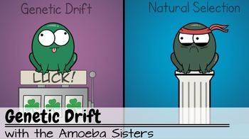 Genetic Drift Recap Answer Key by The Amoeba Sisters (ANSWER KEY)
