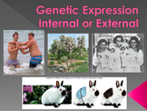 Genetic Expression Task Cards or Quest PowerPoint