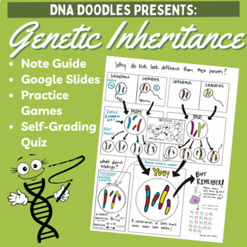 Preview of Genetic Inheritance & Meiosis Doodles!