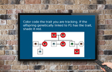 Genetic Pedigrees Made Easy (Power Point)