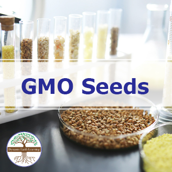 Preview of Genetically Modified Seeds  | Video Lesson, Handout, Worksheets | Agriculture