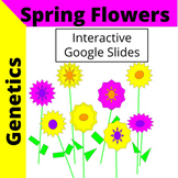 Genetics Activity with Interactive Google Slides | Spring 
