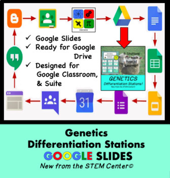 Preview of Genetics Differentiation Stations on Google Slides
