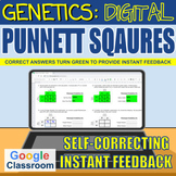 Genetics - Digital Punnett Squares - Self-correcting