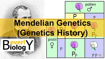 Preview of Genetics (Mendelian) History PowerPoint: (free Punnett square worksheet)