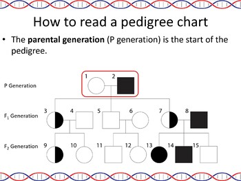 Circled 5 Generation Pedigree Chart