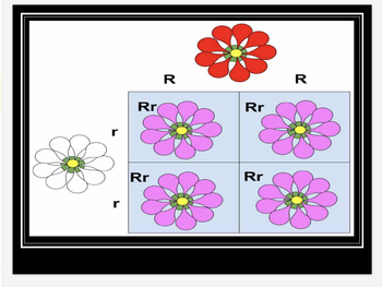 Genetics PowerPoint: Different Rules for Heredity by Bold Biology Teacher