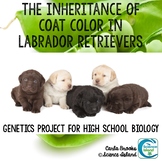 Genetics Project - The Inheritance of Coat Color in Labrad