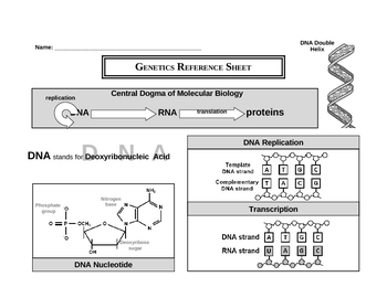 Preview of Genetics Reference Sheet