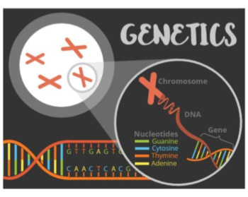 Genetics Summary Poster by Mimir Science | Teachers Pay Teachers