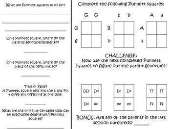 punnett genetics probability traits packet squares unit followers