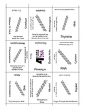 Genetics Vocabulary, DNA and Heredity, 4 Sided Puzzle, Voc